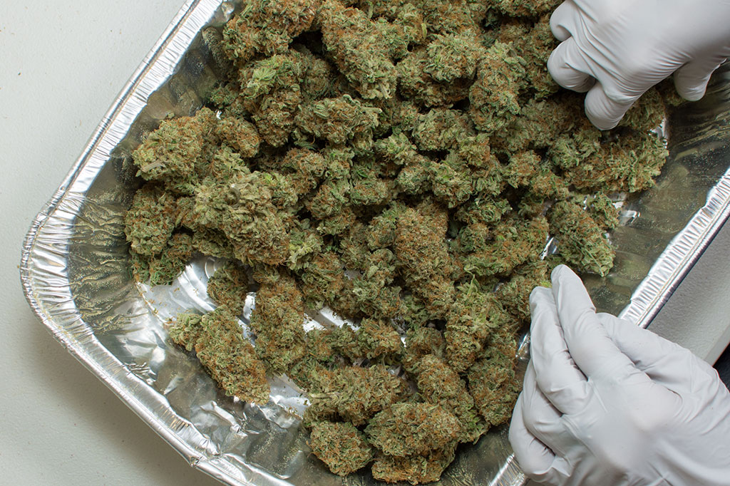 A cannabis worker in Washington state inspects recently trimmed product.