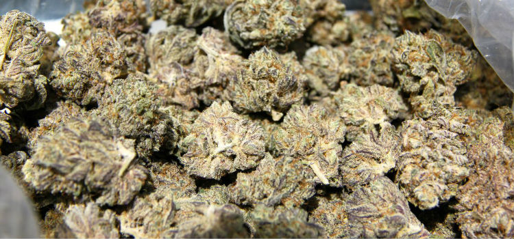 Free Weed Offered in Portland to Celebrate Legalization Day - Ganjapreneur