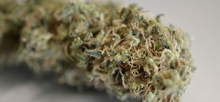 					Videos Cannabis News