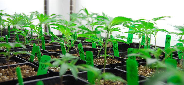 A collection of clones on display in a California cannabis dispensary.