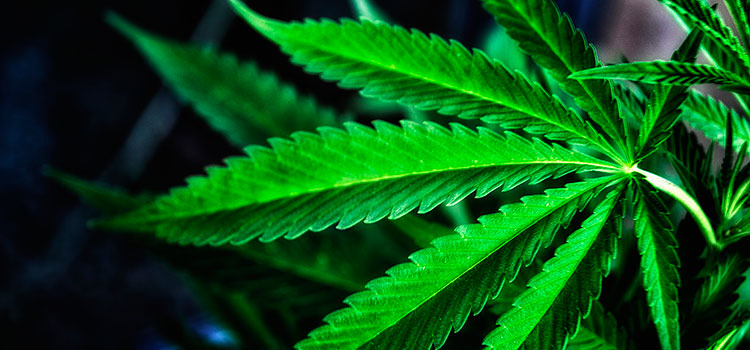 A wide-brimmed cannabis leaf.