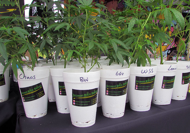 A variety of clones from Dutchman.