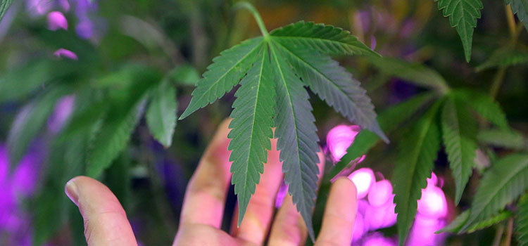 Cannabis on display under LED grow lights at the 2014 Denver Cannabis Cup.