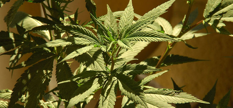 A home-grown cannabis plant.