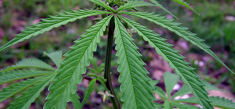 Leaf from a hemp plant, spread wide in an outdoor scene.