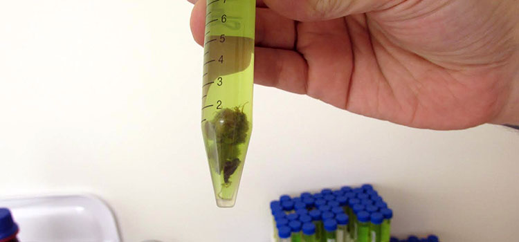 A cannabis sample being prepped for processing by a cannabis testing facility in Michigan.