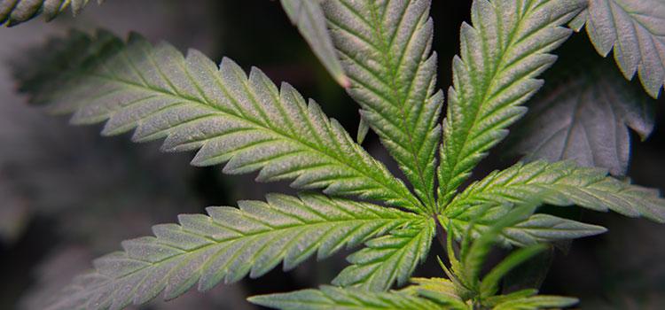 A large cannabis leaf, seen inside of an indoor commercial grow operation in Washington.