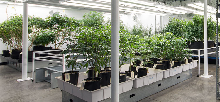 An indoor cannabis grow facility in Washington state.
