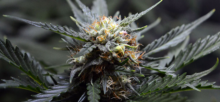 The cola, or top-most nug, of a medicinal cannabis plant.