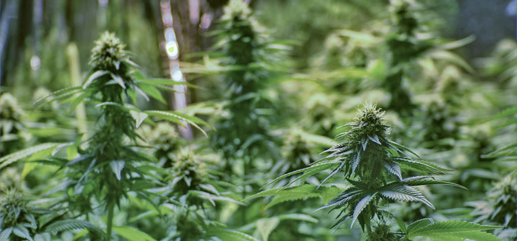 Tall indoor cannabis plants in a Colorado legal grow room.