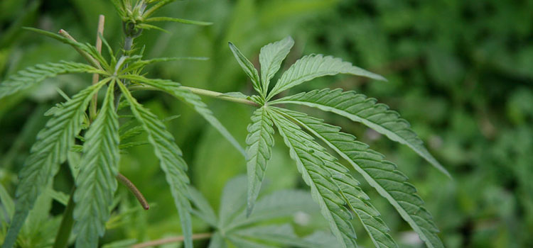 A young cannabis plant flourishing in an outdoor garden.