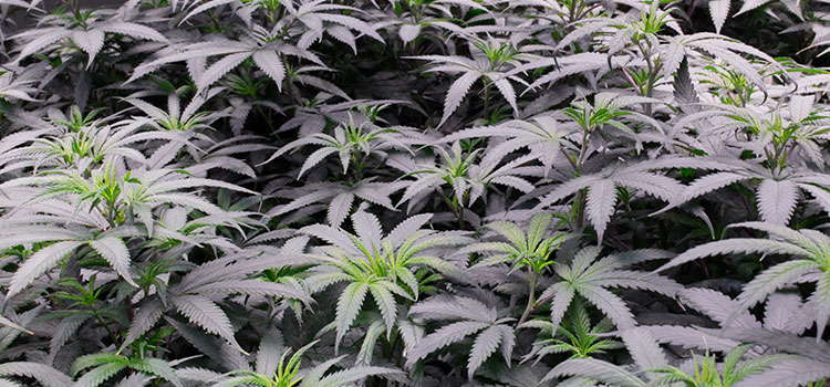 Indoor commercial grow filled with plants in the pre-flowering stage.