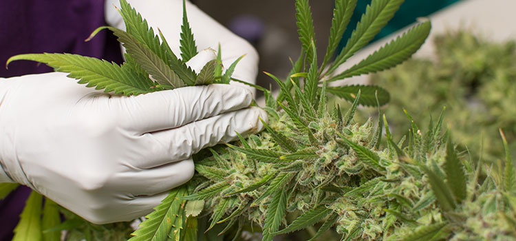 A worker at a cultivation facility in Washington plucks large branches off a cannabis plant.