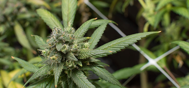 Flowering cannabis plant in an indoor grow operation.