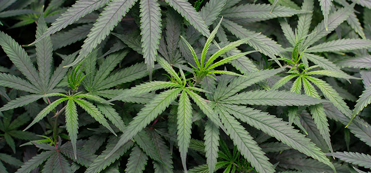 Indoor cannabis plants being grown in a licensed Washington state marijuana production facility.