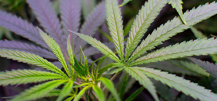 Cannabis plants in an indoor grow operation.