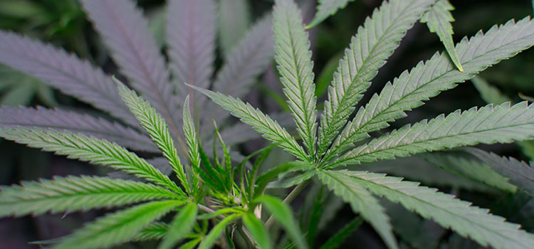 Indoor cannabis plants located in a commercial grow in Washington.