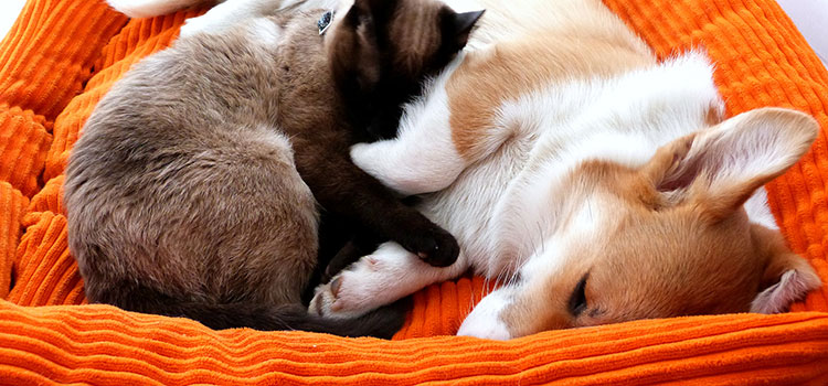 Furry companions (cat and dog) sleeping together in the dog's bed.