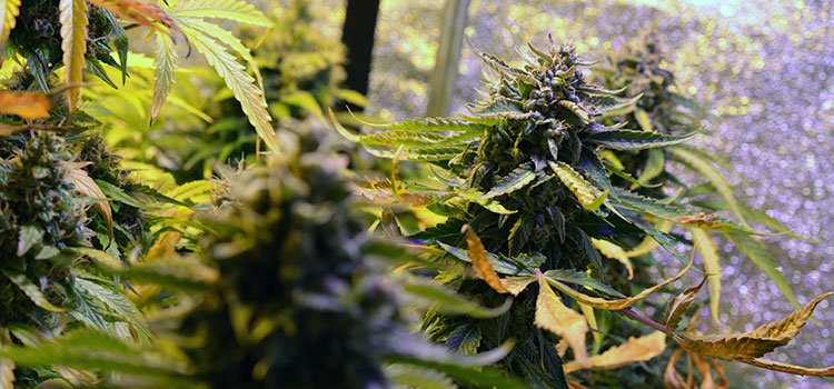 Cannabis plants in an indoor grow facility.
