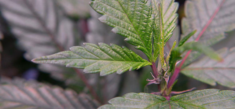 Young cannabis plant with red-colored stem.