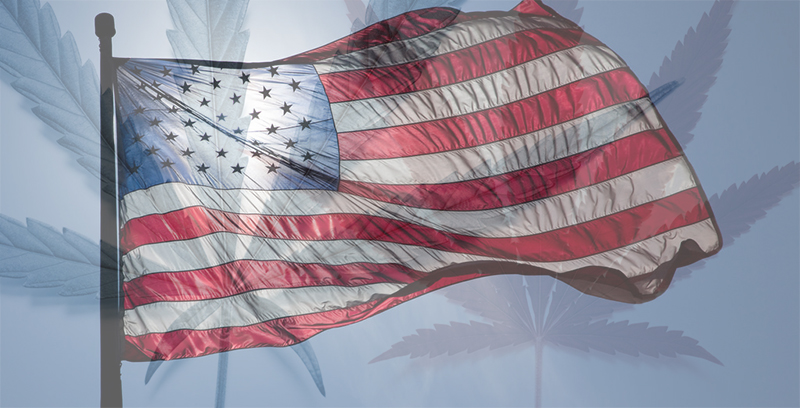 					Election 2016 Cannabis News