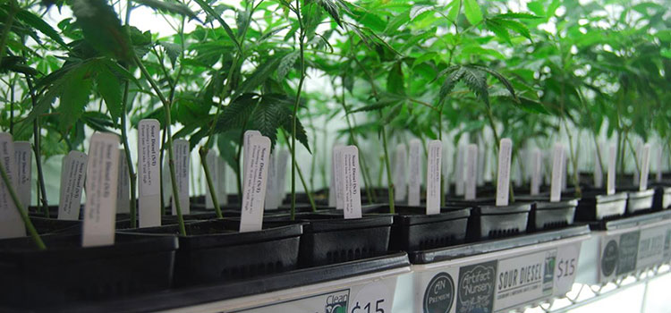 Cannabis clones lined up on display at the 2015 Emerald Cannabis Cup.