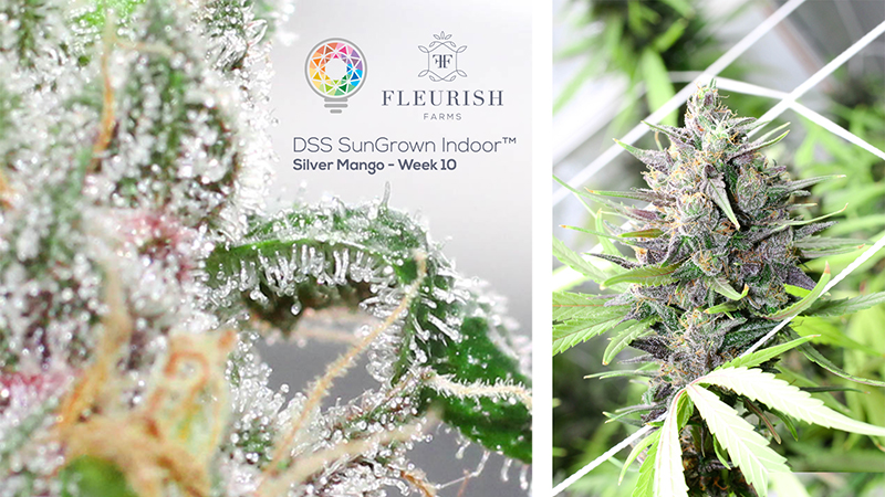 Product Closeup - Silver Mango - Fleurish Farms