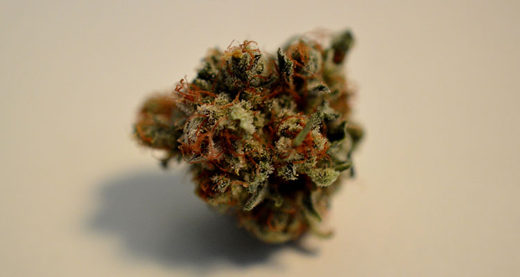 A micro dose-sized cannabis nug, fit for a flower vaporizer or inhaler product.
