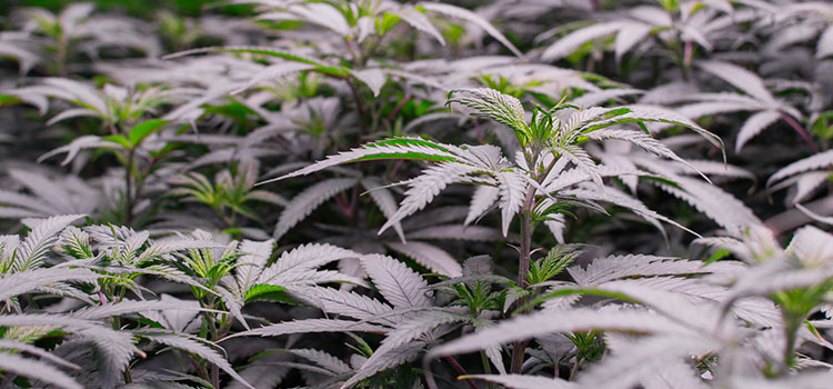 Indoor cannabis growing facility in Washington state.