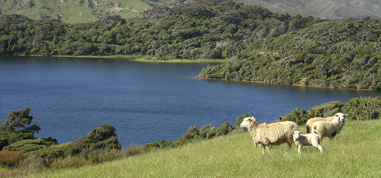 Sheep near a lake in New Zealand.