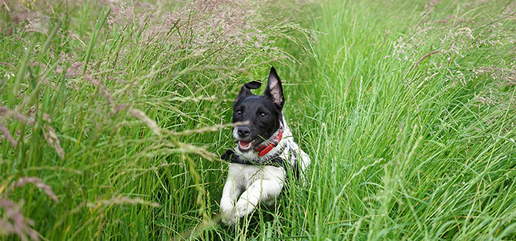 A puppy runs through tall, green grass.