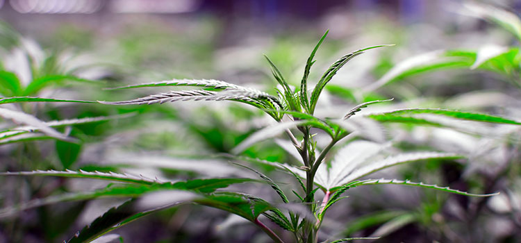 Young cannabis plant growing up in an indoor grow warehouse.