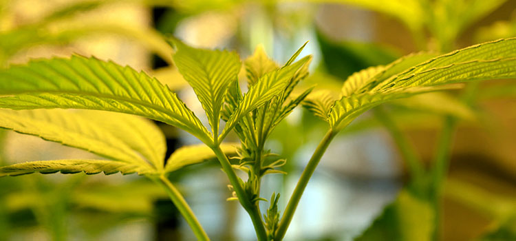 A young cannabis plant in an indoor cultivation environment.