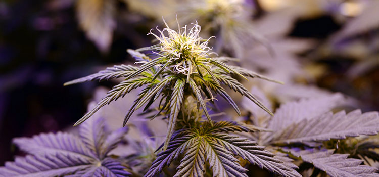 Young marijuana plant budding under a grow light.