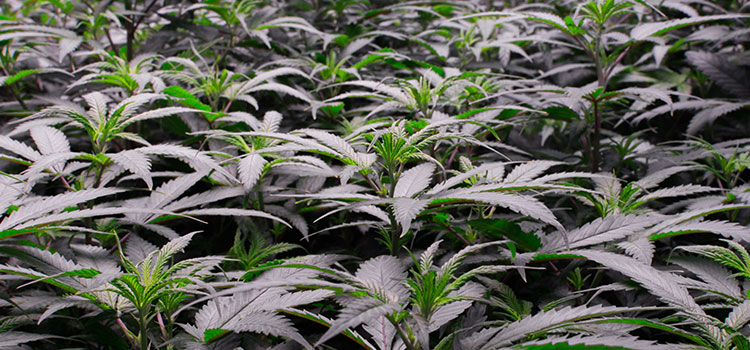 A commercial cannabis growing facility in Washington state.