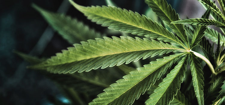 The leaf of a near fully-grown cannabis plant in California.