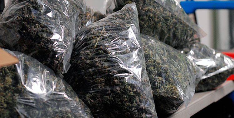 Large plastic sacks of cured cannabis nugs, ready to ship.