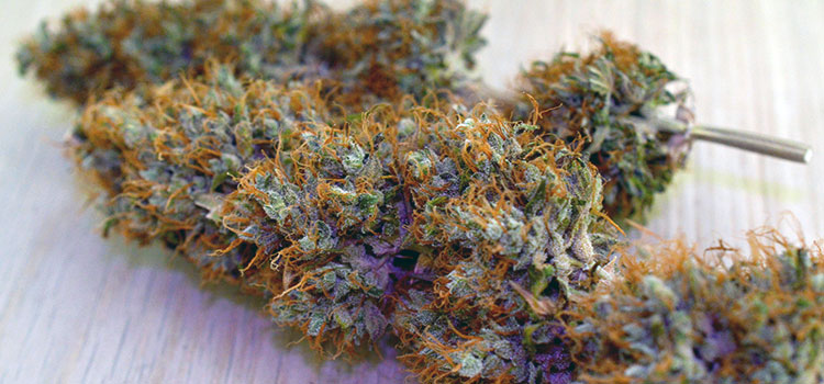 Trimmed cannabis buds ready to for curing and consumption.