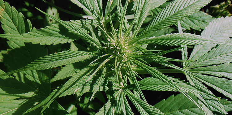A hemp plant in its flowering stage.