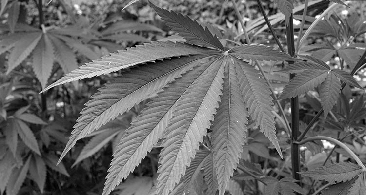 The wide leaf of a hemp plant.