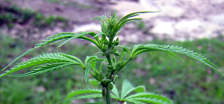 An immature, backyard hemp plant.