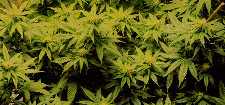 Medical cannabis plants of the Lemon Kush varietal, pictured in a Colorado home grow site.