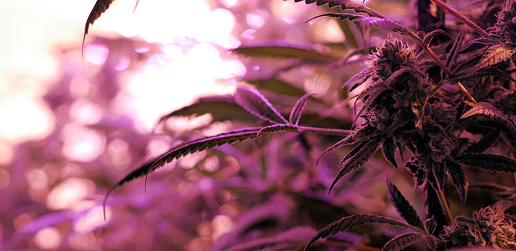 Commercial cannabis plants under an LED grow light.