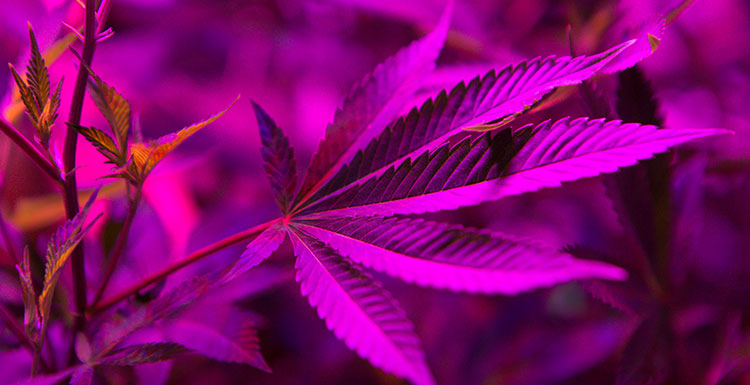 A cannabis leaf lit by a purple-hued LED grow light.