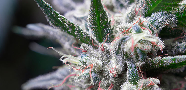 Macro shot of cannabis trichomes, taken in an indoor Washington grow facility.