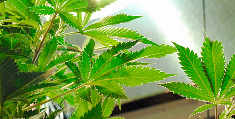 Plants inside of an indoor cannabis grow op in Washington state.