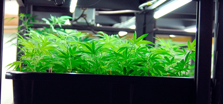A selection of clones held by a commercial cannabis grower in Washington state.