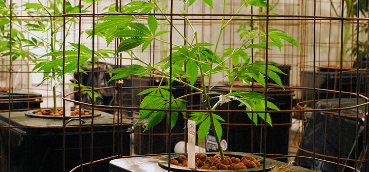 A commercial cannabis grow in Washington state.