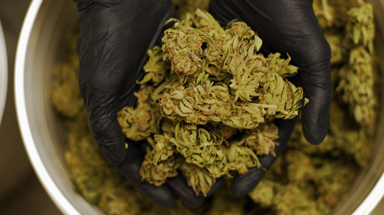 A cannabis worker in Washington cups a handful of trimmed marijuana buds.