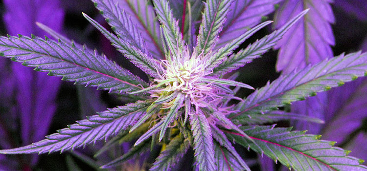 A blooming cannabis plant lit up under a purple LED grow light.